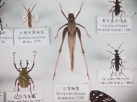 藏品(臺灣騷蟴)的圖片