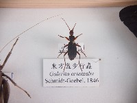 藏品(東方盔步行蟲)的圖片