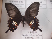 藏品(玉帶鳳蝶)的圖片