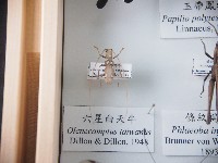 藏品(六星白天牛)的圖片