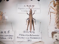 藏品(條紋褐蝗)的圖片