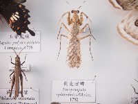 藏品(樹皮螳螂)的圖片