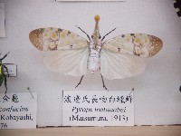 藏品(渡邊氏長吻白蠟蟬)的圖片