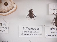 藏品(臺灣鏽鍬形蟲)的圖片