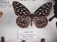 藏品(小紋青斑蝶)的圖片