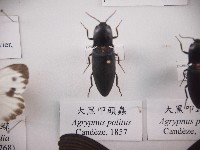 藏品(大黑叩頭蟲)的圖片