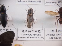 藏品(雙紋褐叩頭蟲)的圖片