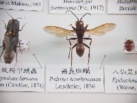 藏品(褐長腳蜂)的圖片