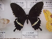 藏品(玉帶鳳蝶)的圖片