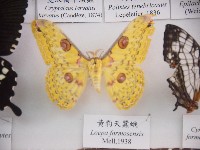 藏品(黃豹天蠶蛾)的圖片