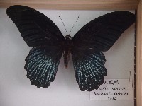 藏品(大鳳蝶)的圖片