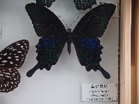 藏品(烏鴉鳳蝶)的圖片