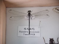 藏品(短尾幽蟌)的圖片