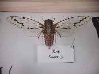 藏品(暮蟬)的圖片