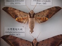 藏品(臺灣鷹翅天蛾)的圖片