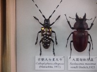 藏品(紫艷大白星天牛)的圖片