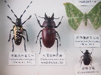 藏品(大圓翅鍬形蟲)的圖片