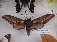 藏品(臺灣鋸翅天蛾)的圖片