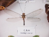 藏品(長角蛉)的圖片