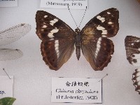 藏品(金鎧蛺蝶)的圖片