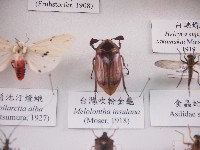 藏品(臺灣吹粉金龜)的圖片