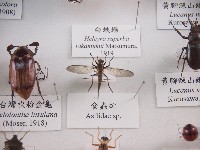 藏品(食蟲虻)的圖片