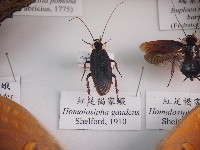 藏品(紅足褐家蠊)的圖片