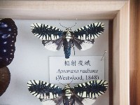 藏品(輻射夜蛾)的圖片