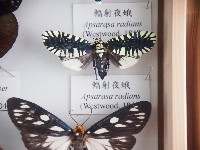 藏品(輻射夜蛾)的圖片