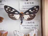 藏品(巨網燈蛾)的圖片