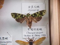 藏品(窄翅綠夜蛾)的圖片