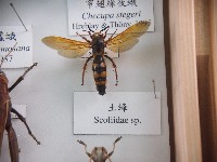 藏品(土蜂)的圖片