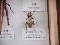 藏品(肩紋絨毛天牛)的圖片