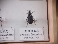 藏品(雙斑埋葬蟲)的圖片