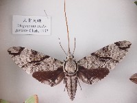 藏品(大背天蛾)的圖片