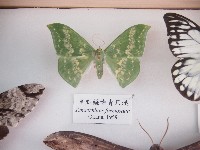 藏品(單點鐮齒青尺蛾)的圖片