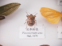 藏品(斑莽椿象)的圖片