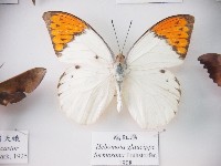 藏品(端紅蝶)的圖片