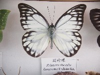 藏品(鋸粉蝶)的圖片