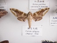 藏品(構月天蛾)的圖片