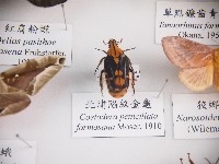 藏品(北埔陷紋金龜)的圖片