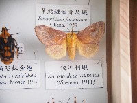 藏品(狡娜刺蛾)的圖片