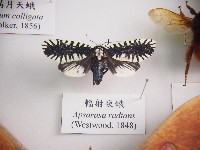 藏品(輻射夜蛾)的圖片