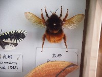 藏品(熊蜂)的圖片