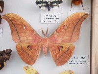 藏品(大透目天蠶蛾)的圖片