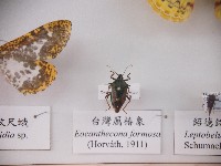 藏品(臺灣厲椿象)的圖片