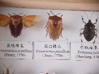 藏品(荔枝椿象)的圖片