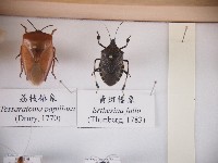 藏品(黃斑椿象)的圖片