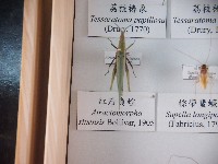 藏品(紅后負蝗)的圖片