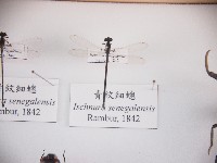 藏品(青紋細蟌)的圖片